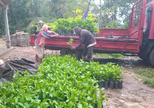 Photo 645: Distribution of Coffee plants to Matale District Kiyota Coffee Project farmers were done on 14 Feb 2026